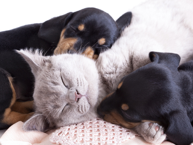Маленькие спящие щенята и котенок 