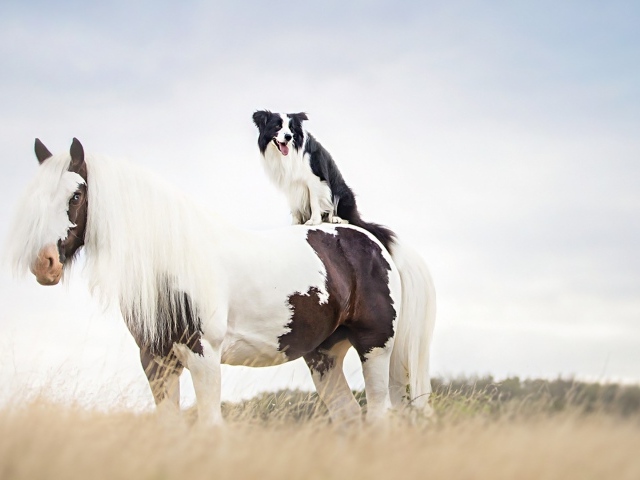 Собака сидит верхом на лошади 