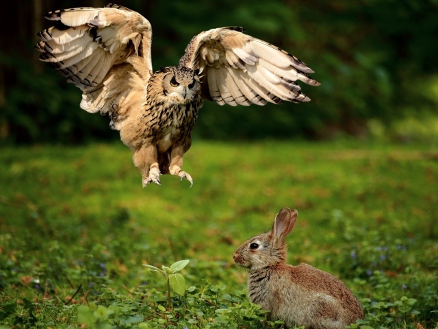 Хищная сова охотится на серого зайца