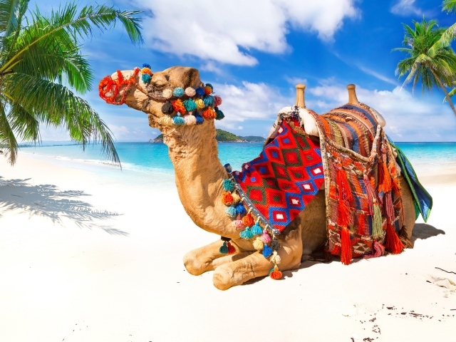 Верблюд лежит на белом песке под красивым голубым небом в тропиках