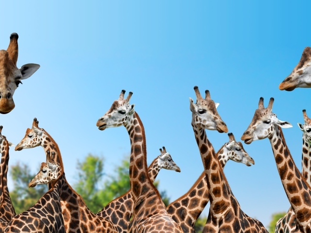 Большие жирафы на фоне голубого неба