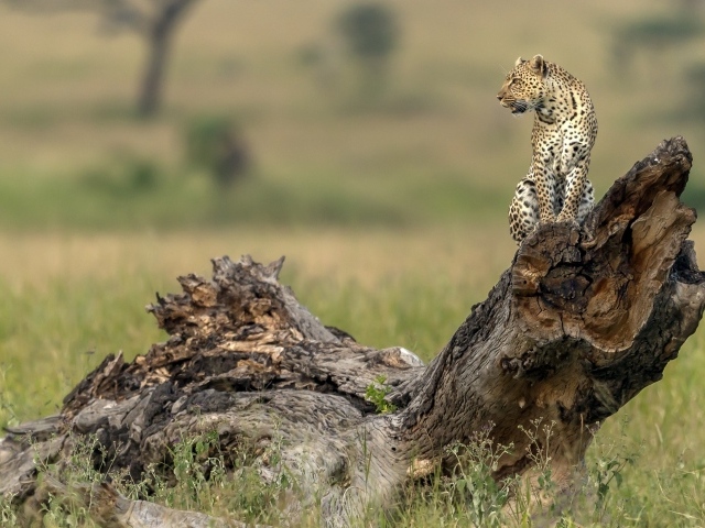 Красивый леопард сидит на сухой коряге 