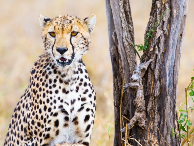 Грациозный гепард сидит у сухого дерева