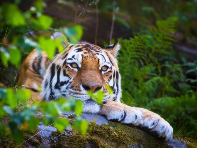 Большой амурский тигр лежит на камне покрытым мхом