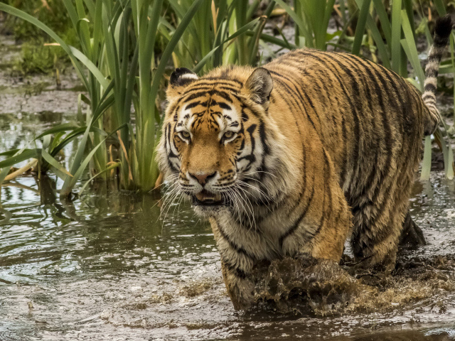 Большой тигр идет по грязной воде 