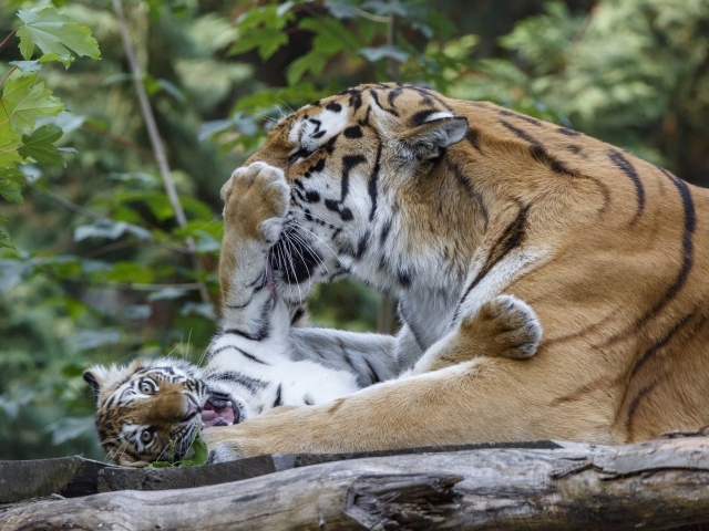 Большая тигрица играет с маленьким тигренком
