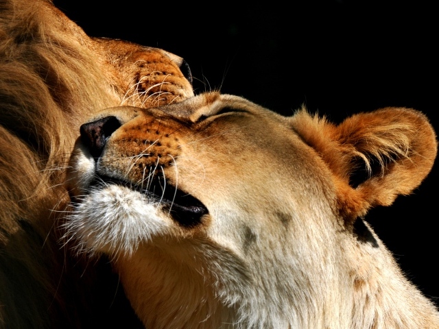 Пара влюбленных львов фото на черном фоне 