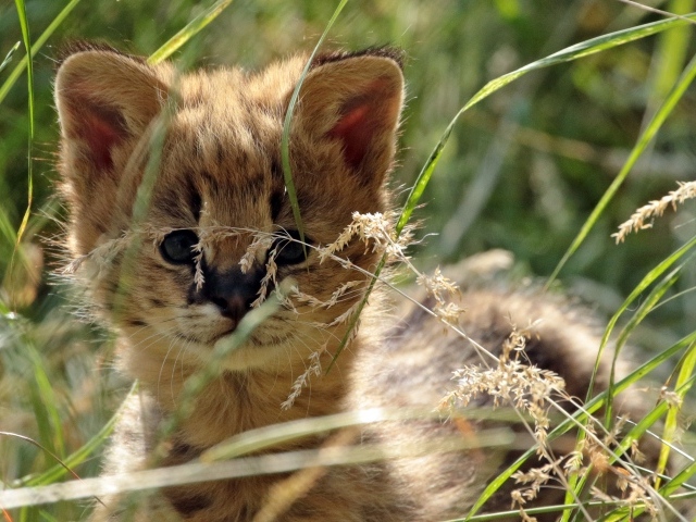 Маленький сервал прячется в траве
