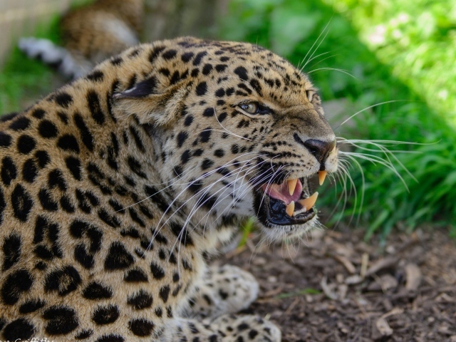 Агрессивный оскал леопарда