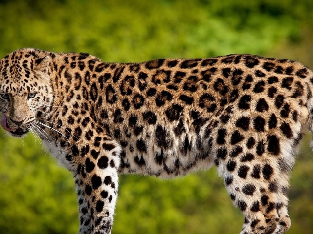 Красивый большой леопард с высунутым языком