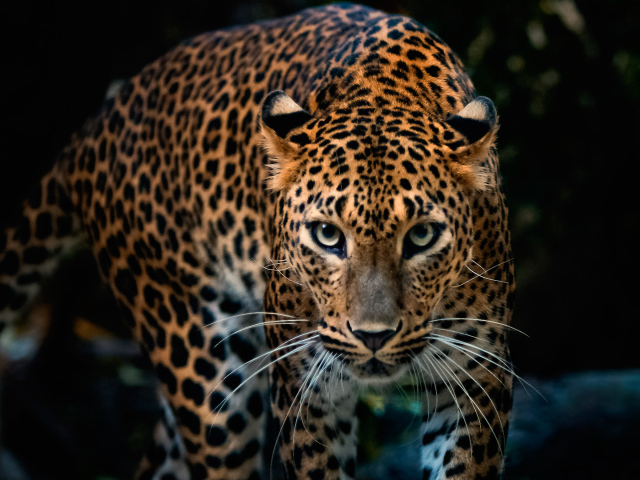 Красивый грациозный ягуар 