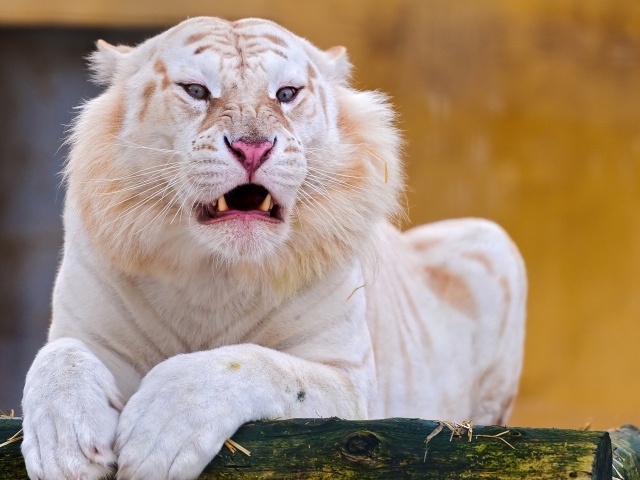 Красивый белый тигр злится  