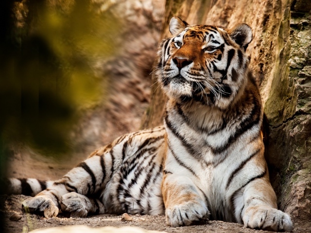 Большой красивый тигр отдыхает 