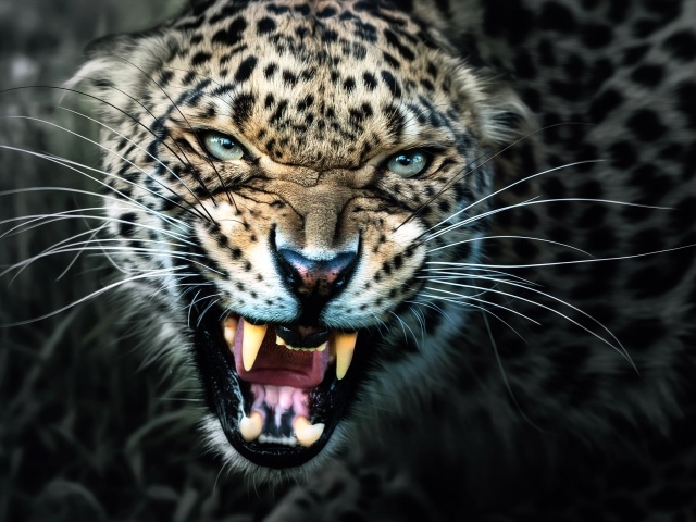Большая злая кошка леопард 