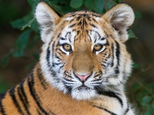 Морда красивого полосатого тигренка
