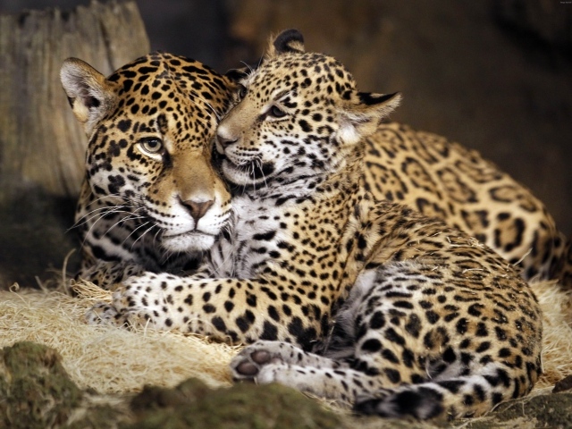 Семья пятнистых ягуаров 