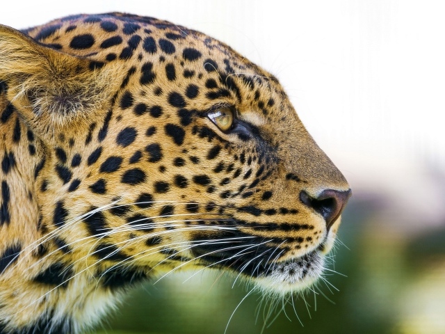 Большая пятнистая кошка леопард 