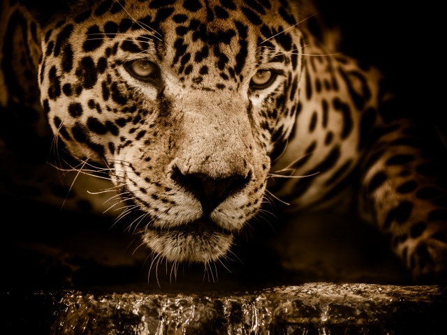 Большой эффектный ягуар