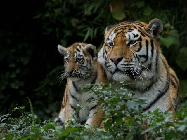 Большая тигрица с маленьким детенышем  