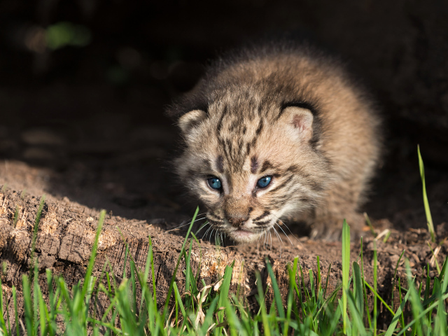 Маленький детеныш рыси крупным планом