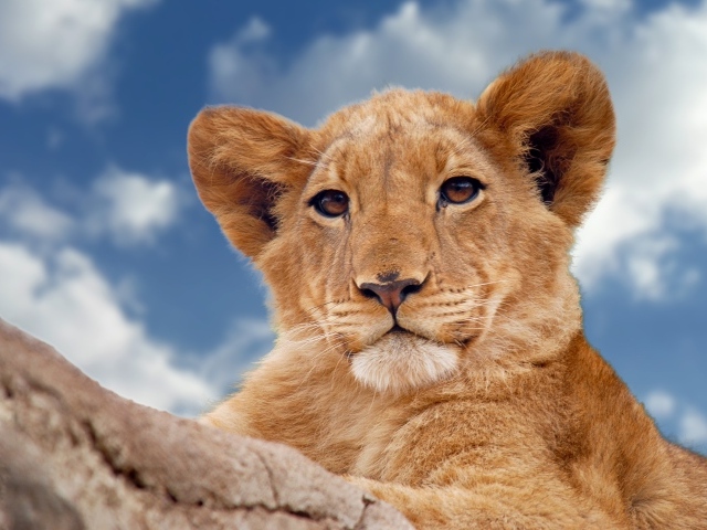 Маленький львенок лежит на фоне голубого неба