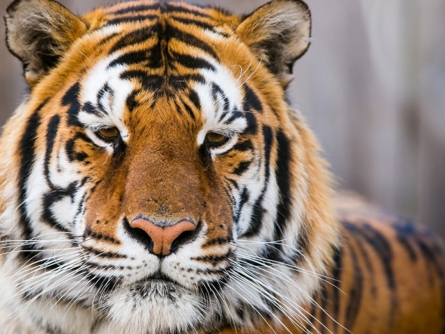 Морда грустного тигра  