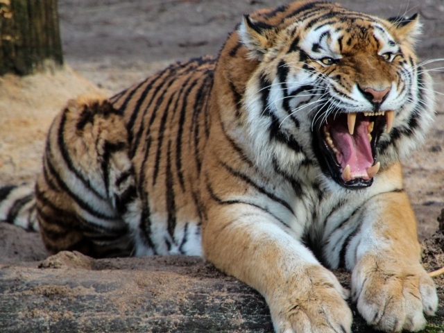 Грозный оскал красивого тигра