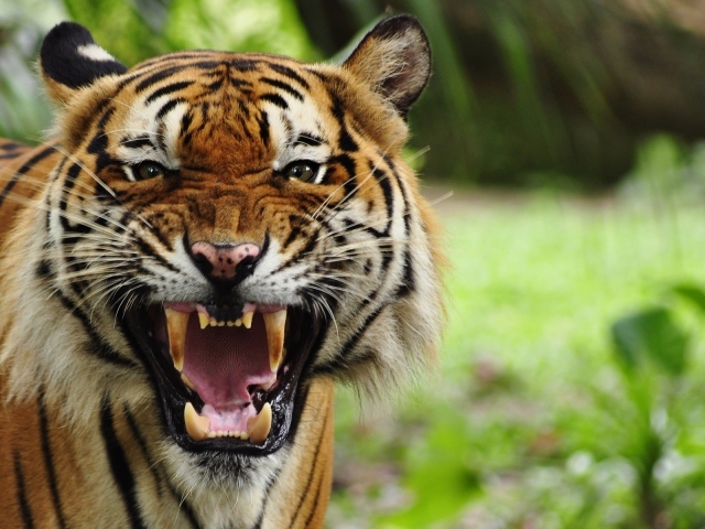 Грозный рычащий большой тигр 