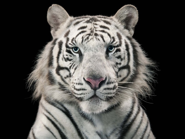 Голубоглазый бенгальский тигр на черном фоне 