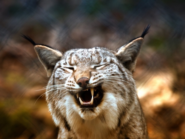 Оскал хищность рыси крупным планом