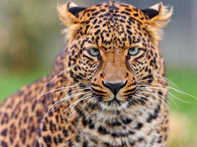 Задумчивая морда леопарда 