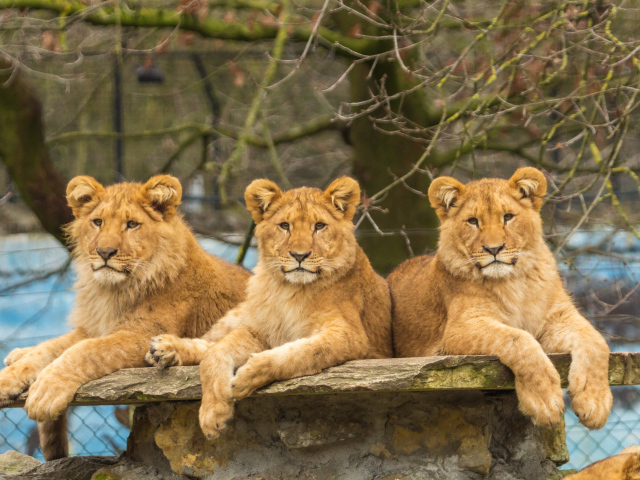 Три грациозные львицы лежат на камне в зоопарке
