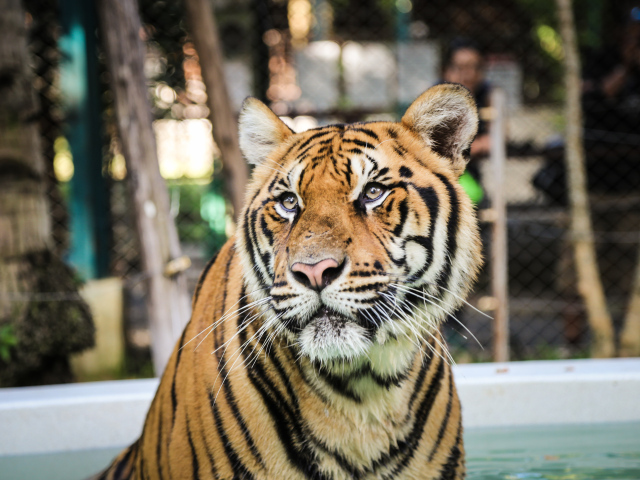 Тигр смотрит заинтересованным взглядом 