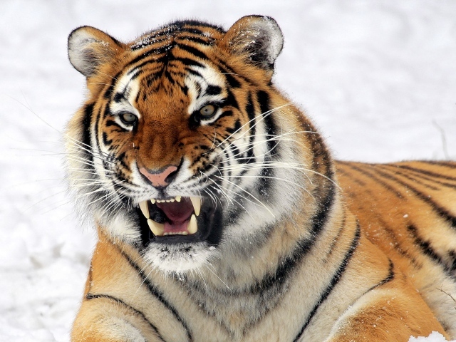 Тигр с грозным оскалом лежит на снегу