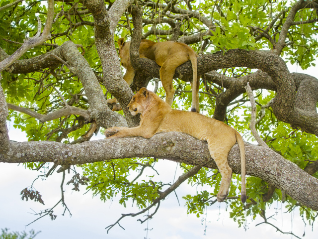 Две красивые львицы лежат на ветках дерева