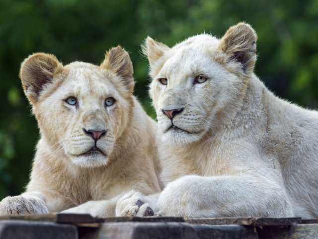 Две белых львицы с голубыми глазами 