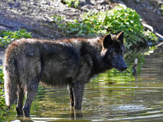 Большой черный волк стоит в воде