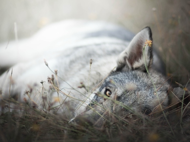 Грустный серый волк лежит на сухой траве