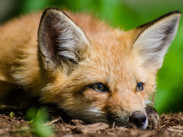 Лиса с грустной мордой лежит на сухой траве