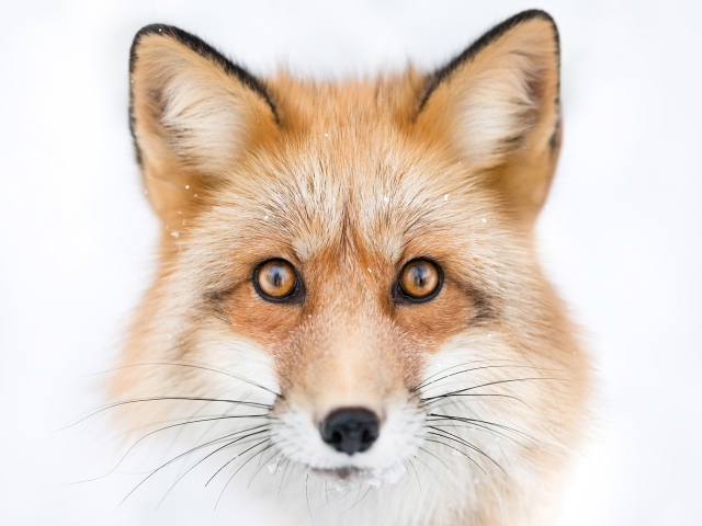 Морда рыжей лисы с большими черными усами