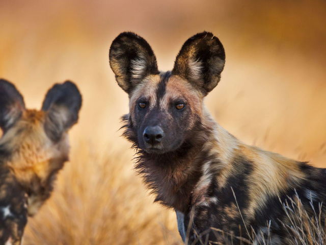 Две гиеновидных собаки с большими ушами 