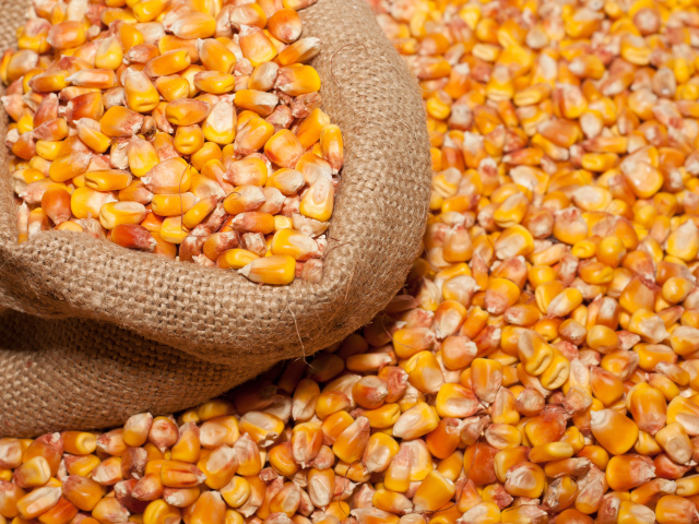 Кукурузные зерна в мешке крупным планом