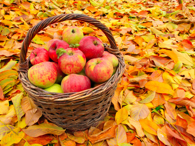 Корзина красивых красных яблок стоит на желтой опавшей листве осенью
