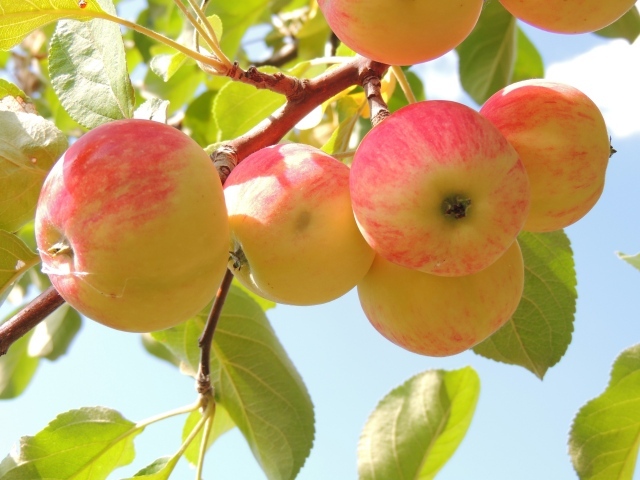 Красивые красные яблоки на ветке в саду