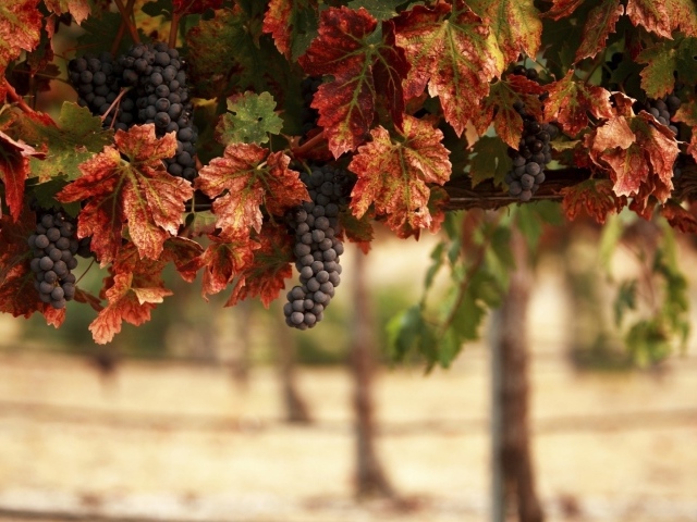 Гроздья синего винограда в желтых листьях 