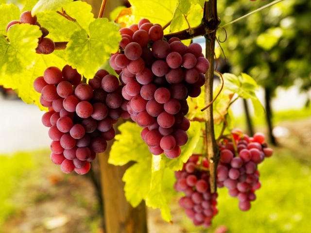 Большие гроздья розового винограда в зеленой листве