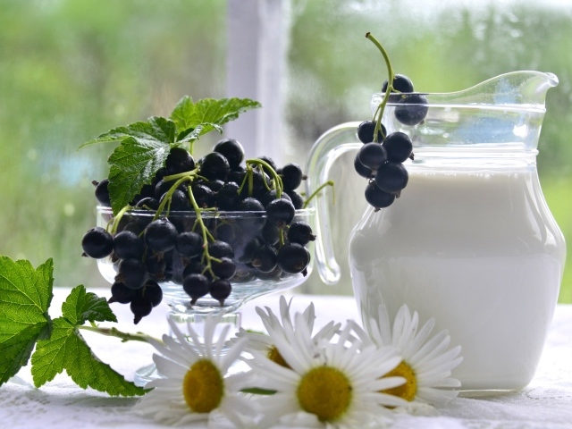 Молоко в стеклянном кувшине на столе со смородиной и ромашками 