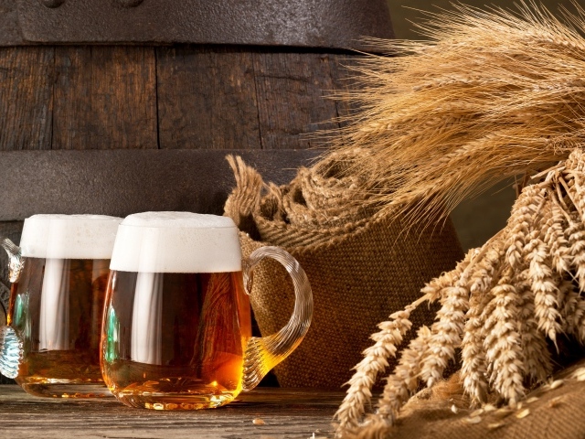 Два бокала пива и колосья пшеницы 