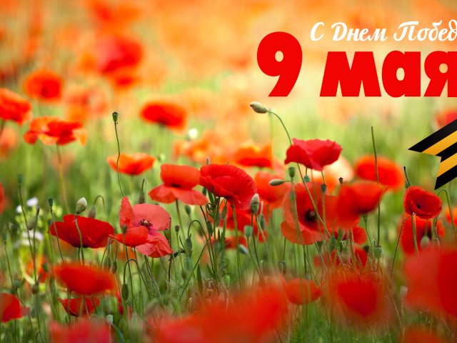 Открытка с полевыми маками на 9 мая  