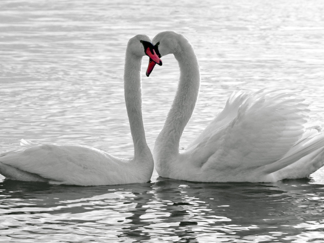 Влюбленная пара белых лебедей 